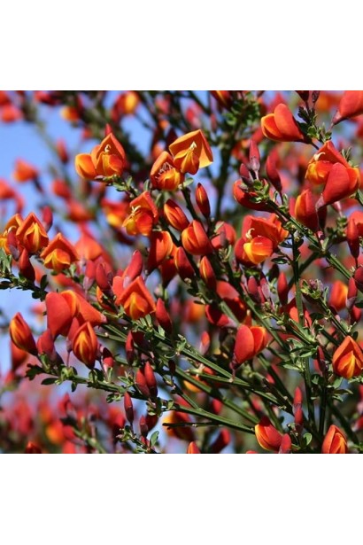 Застосування Рокитника Лена в ландшафті